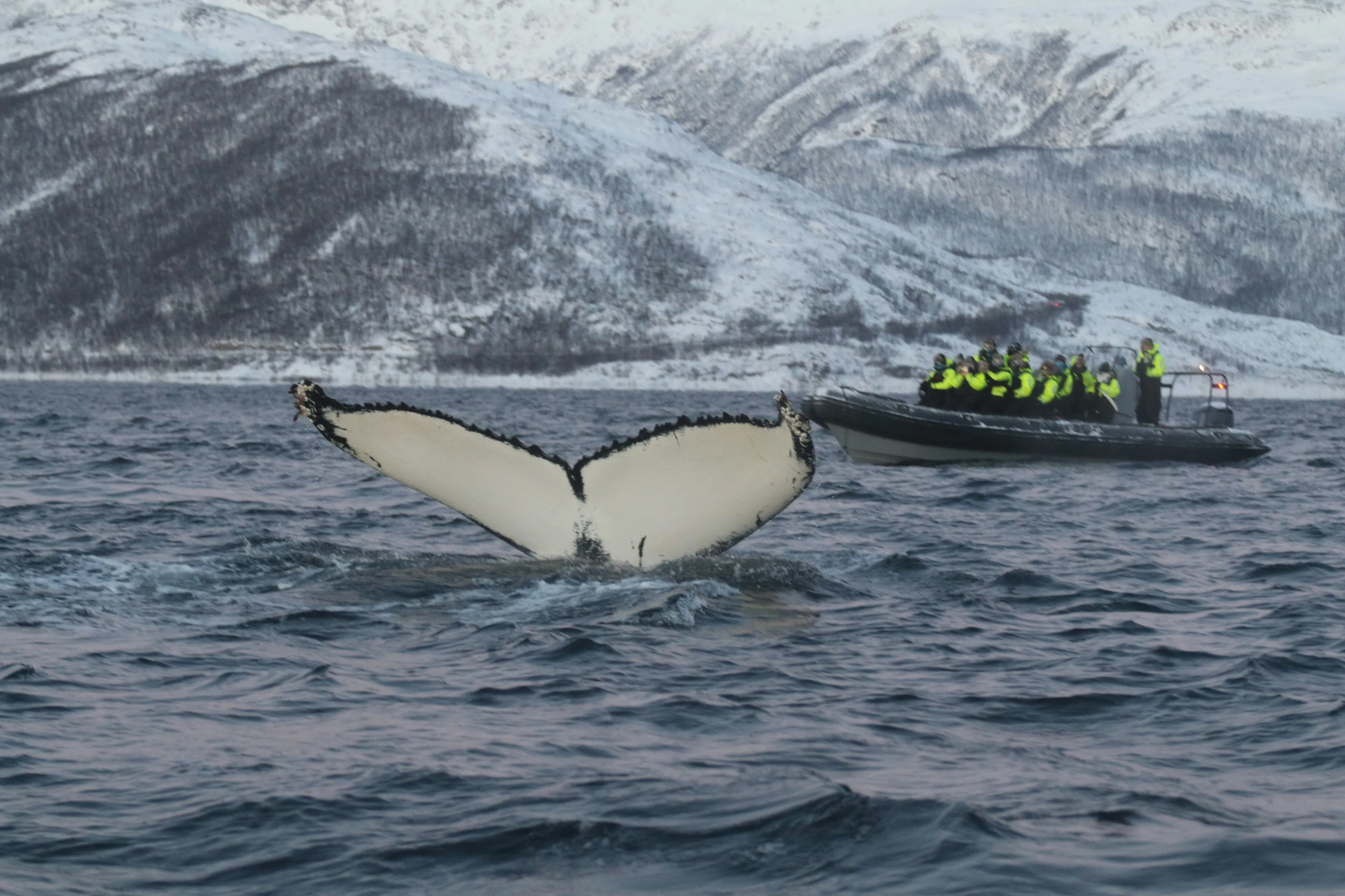 Avistamiento de ballenas en los fiordos noruegos